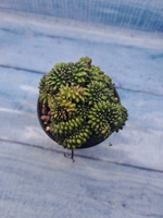 Gymnocalycium Spineless Crested form (Гимнокалициум Кристатный)