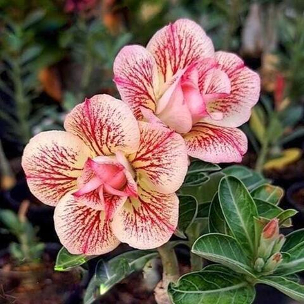 Адениум SPIDER WEBS