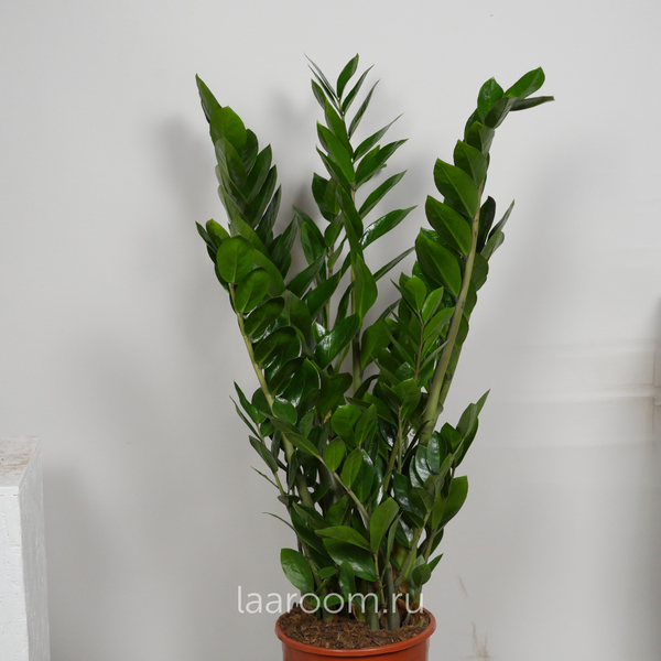 Замиокулькас 21/100