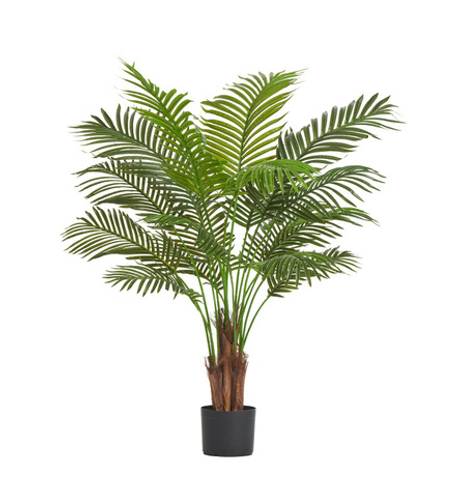 Пальма Арека Хризалидокарпус New