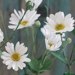 Молд силиконовый "Серединки цветов" универсальный от Академии DECO