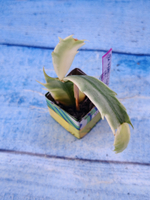Schlumbergera cv. Madam Butterfly f. variegata (Шлюмбергера)
