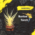 Сансевиерия BANLUE TORCH STRIATED VAR small