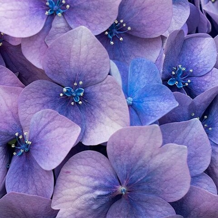 Отдушка CS - Любовное Заклинание (Love Spell)