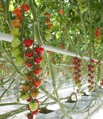 КОНФЕТТО F1 семена томата (Rijk Zwaan | Alexagro)