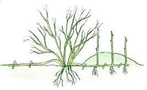 Размножаем смородину отводками: наш маточный метод с фото-инструкцией Размножаем смородину отводками: наш маточный метод с фото-инструкцией