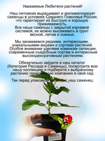 Смородина Селеченская чёрная сладкая