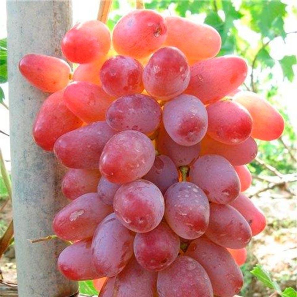 Купить Саженцы Винограда В Саратове