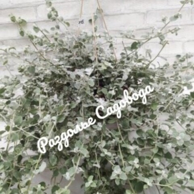 Гелихризум шерстистый (кашпо 3.7л)