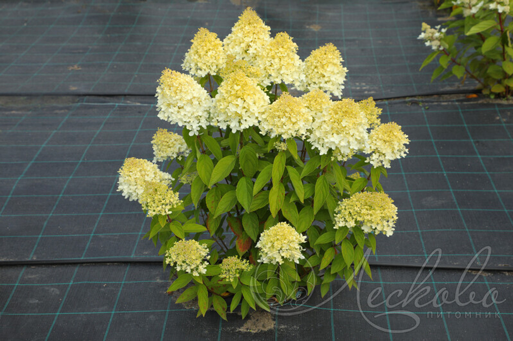 Гортензия метельчатая Magical Sweet Summer