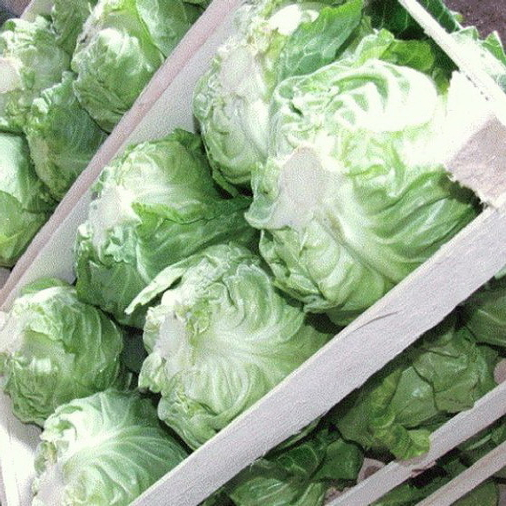 Пандион F1 семена капусты белокочанной (Seminis / Семинис)