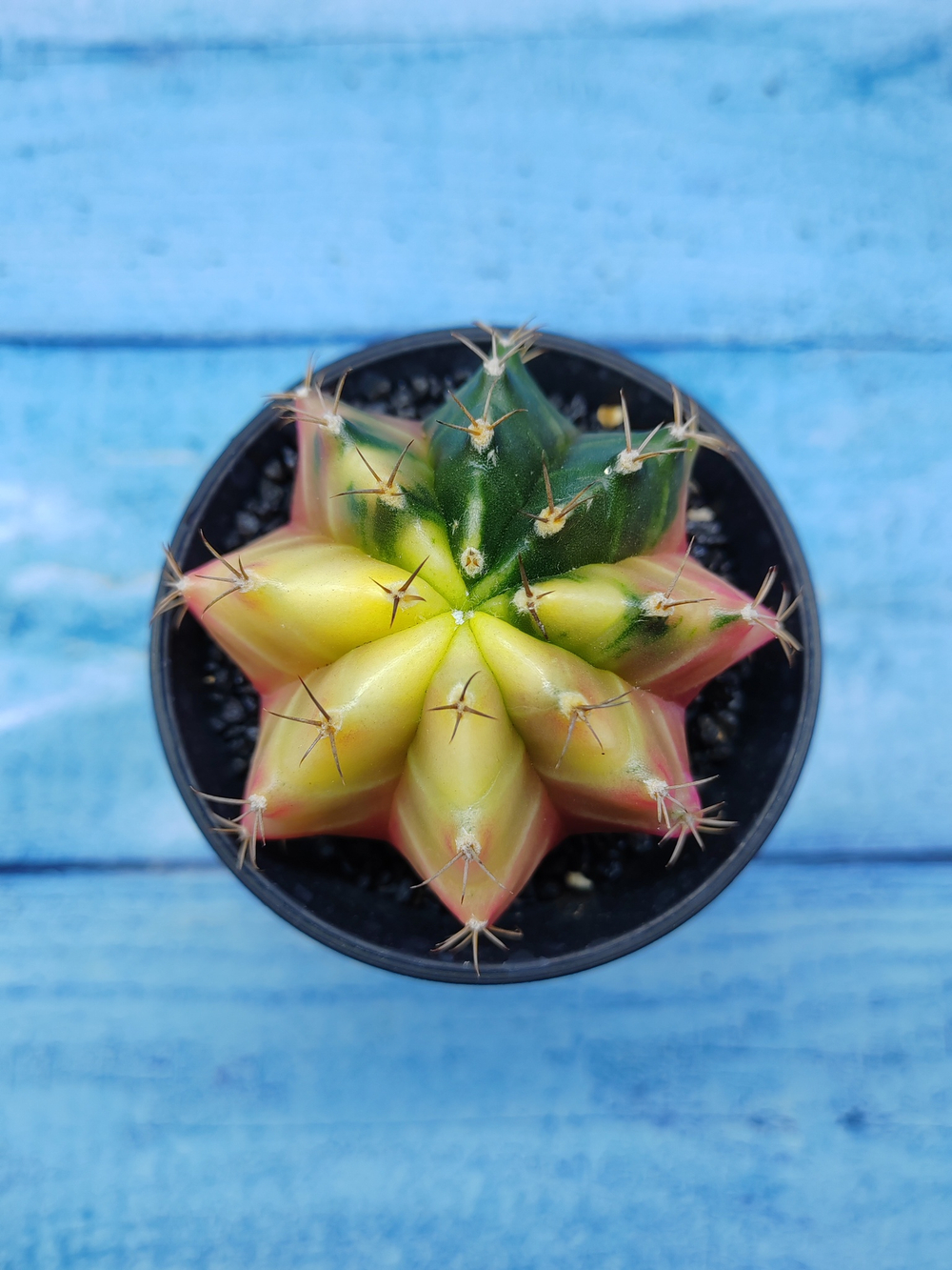 Gymnocalycium Variegata (Гимнокалициум Вариегатный)