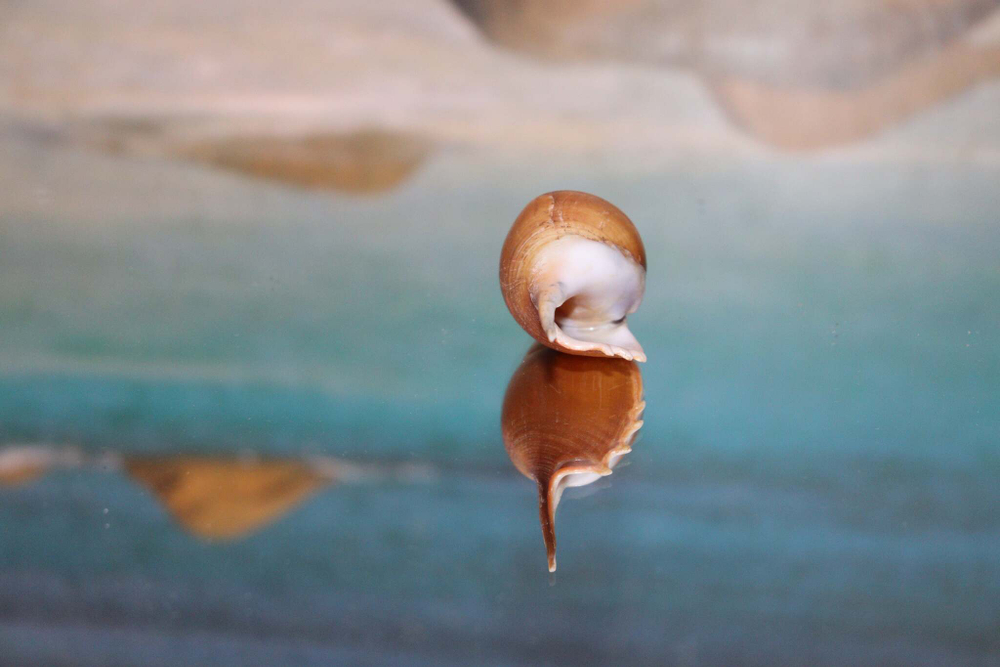 Ракушка Индийская тибия