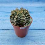 Gymnocalycium Friedrichii (Гимнокалициум)