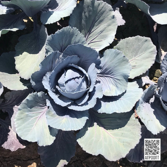 Ресима F1 семена капусты краснокочанной (Rijk Zwaan / Райк Цваан) в поле – фото 8