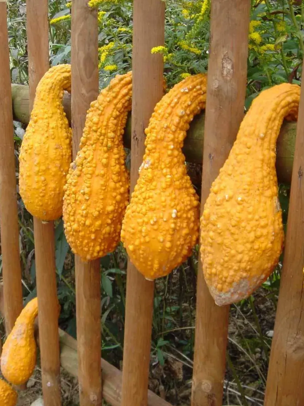 Семена кабачков цукини Гуси-Лебеди. Ранние, кустовые