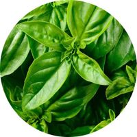 Basil