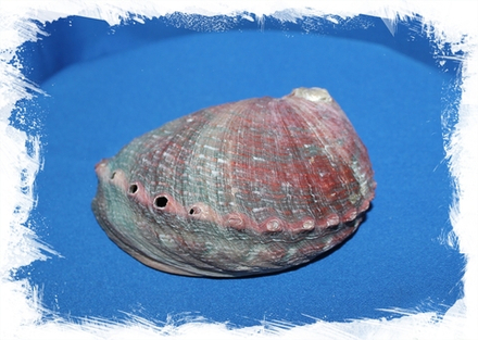 Галиотис Ассимилис