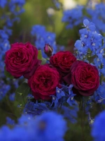 Роза чайно-гибридная Графиня Диана