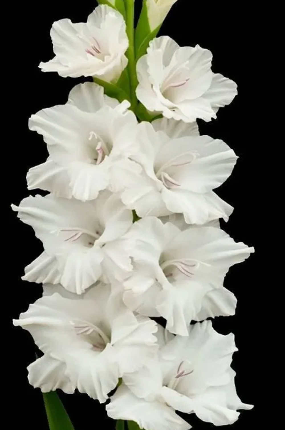 Гладиолус крупноцветковый Нова Зембла луковица март 2026