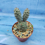 Tephrocactus Articulatus Diadematus (Тефрокактус)