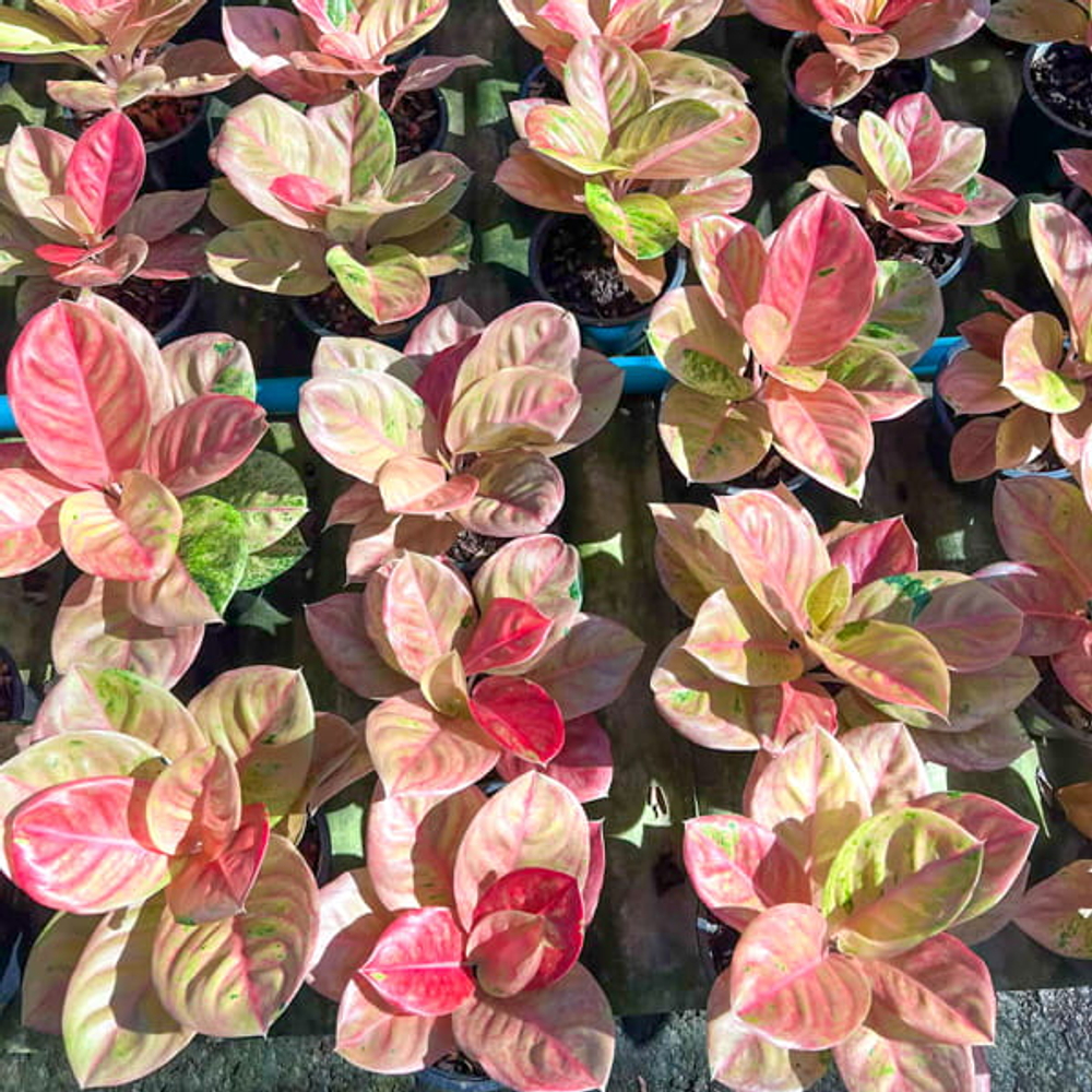 Аглаонема RED EMERALD