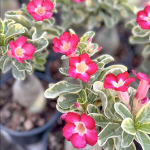 Адениум SARANYA вар