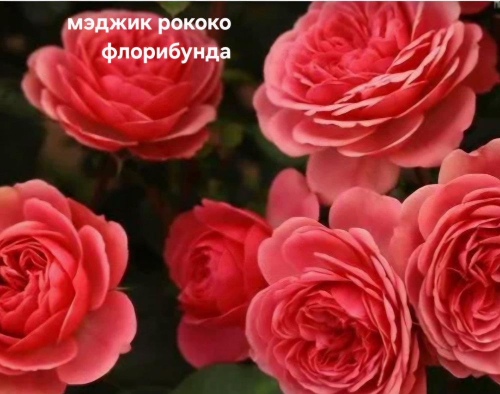 Саженцы роз флорибунда МЭДЖИК РОКОКО