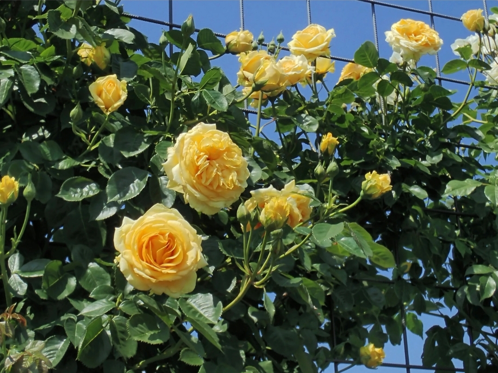Sommergold (Соммерголд)