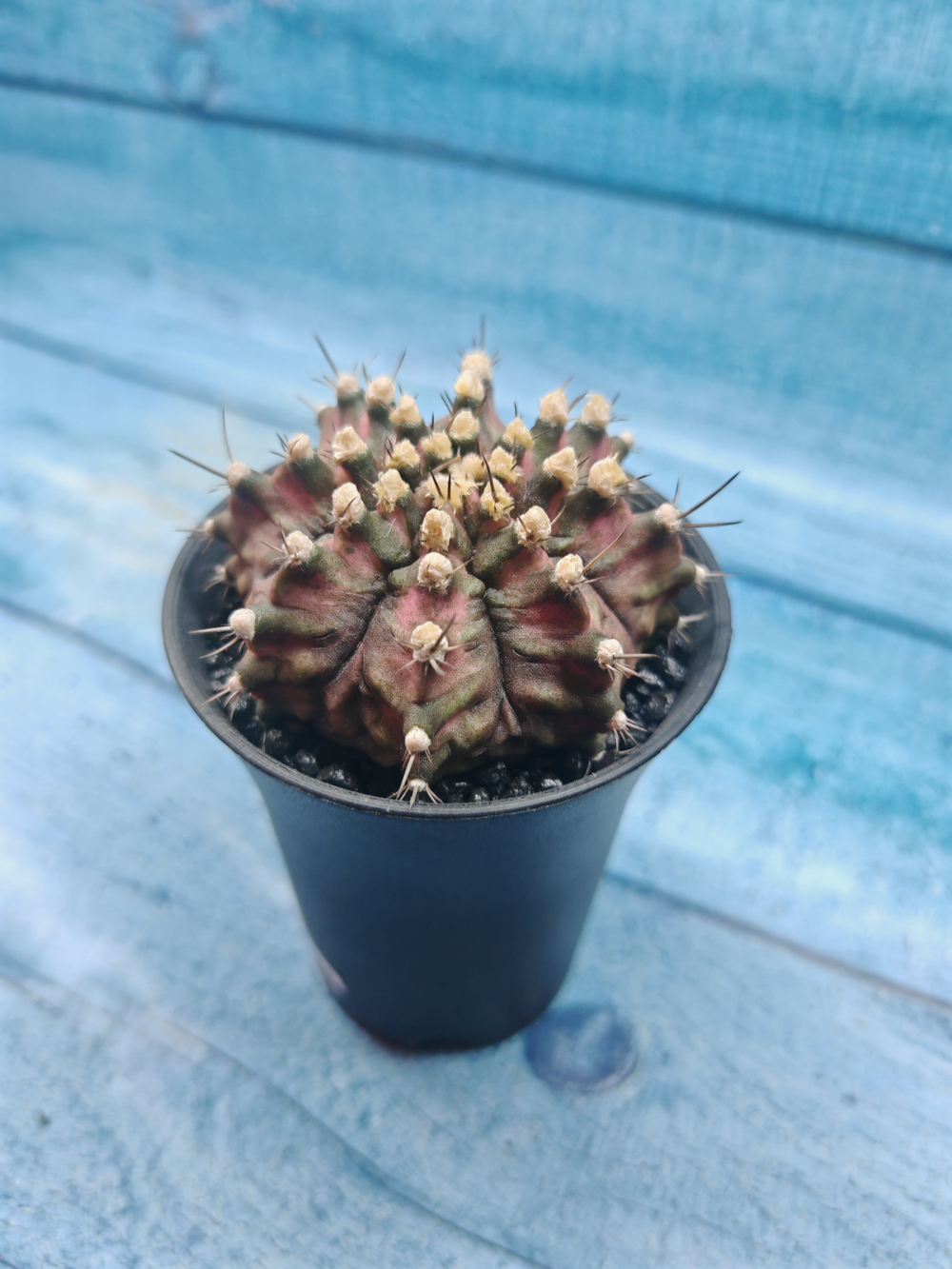 Gymnocalycium T-Rex Pink hybride (Гимнокалициум T-rex)