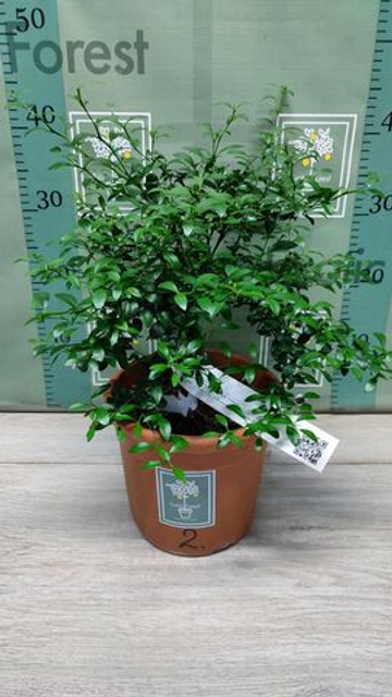 Микроцитрус "Blood Lime"