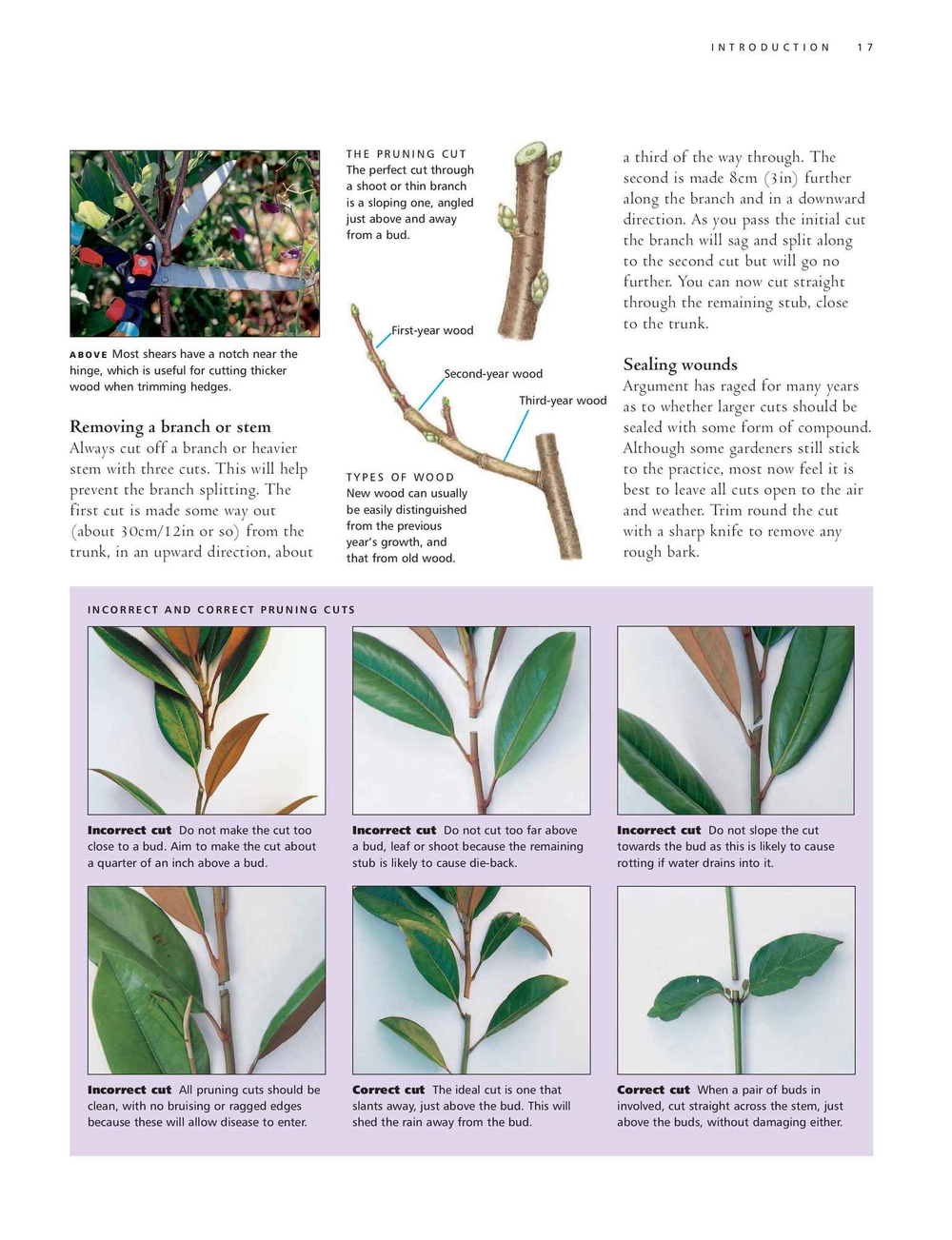 Practical Guide to Pruning, Training and Topiary