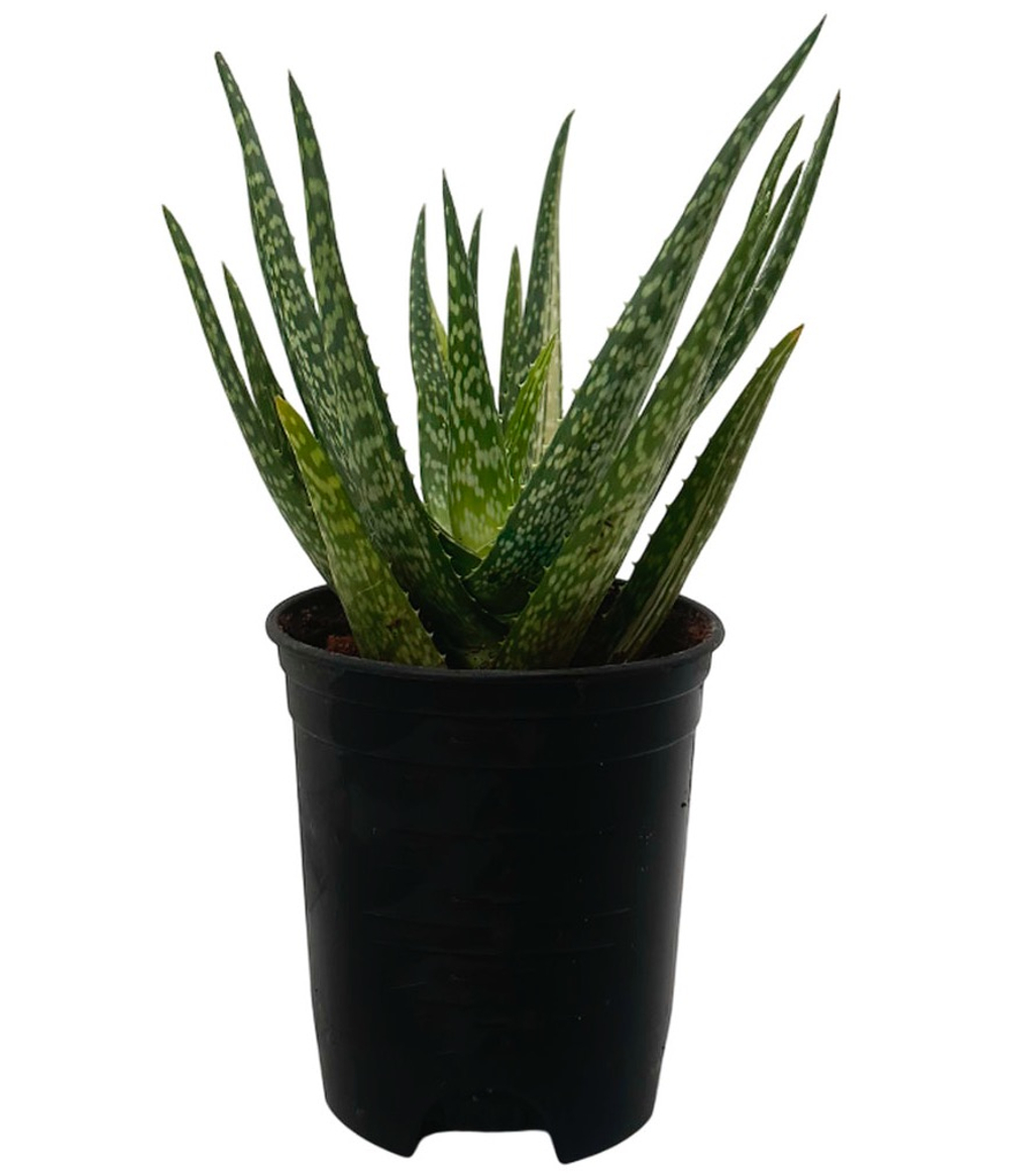 Алоэ Брокада