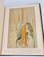 "Ботанический атлас по системе де-Кандоля". К.Гофман. 1899г.