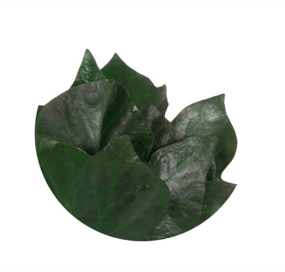 Плющ листья