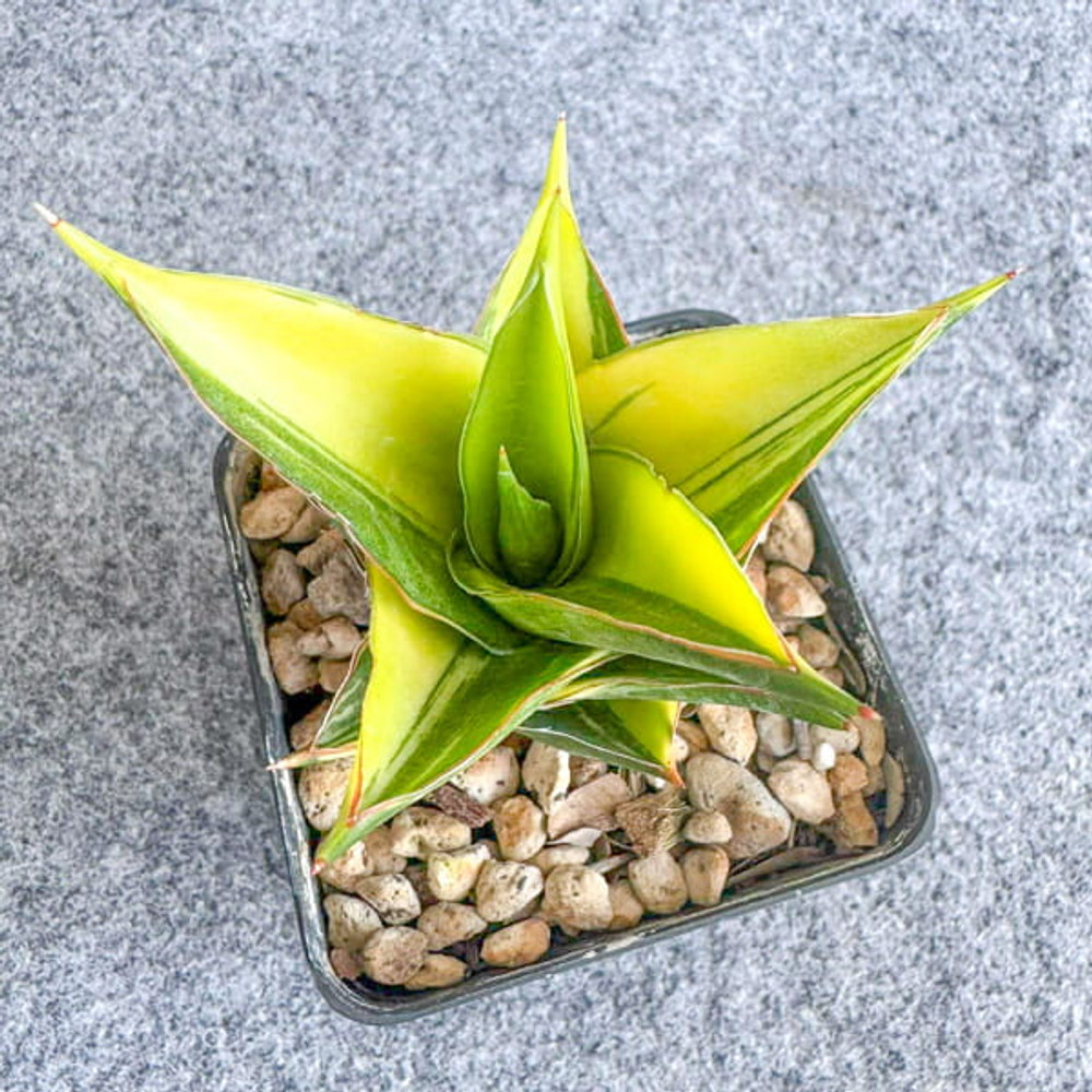 Сансевиерия TOWER VAR