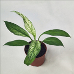 Спатифиллум Вариегатный