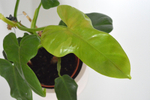 Филодендрон Голден Виолин / Philodendron Golden Violin