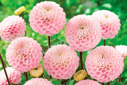 Георгин Wizard of Oz (корень) Закупка М55 апрель 2026