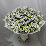 Ромашки-Милашки -XL