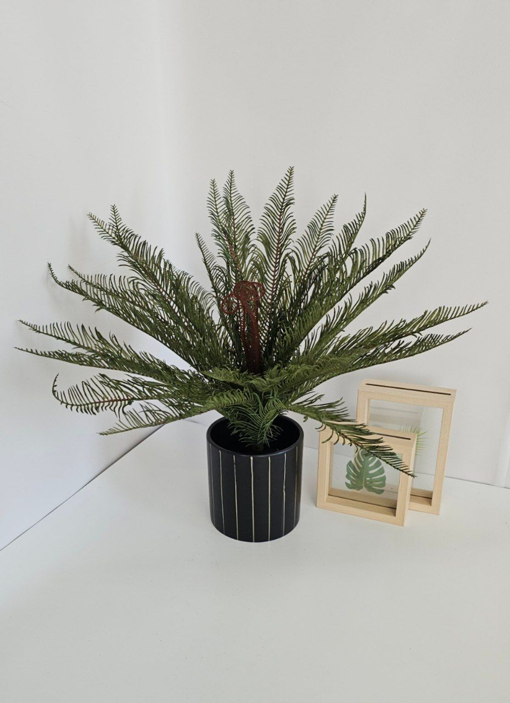 Папоротник Блехнум / Арт 6389