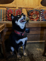 Ошейник Палас Әбике