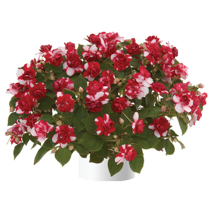 Бальзамины ЕВРО в наличии