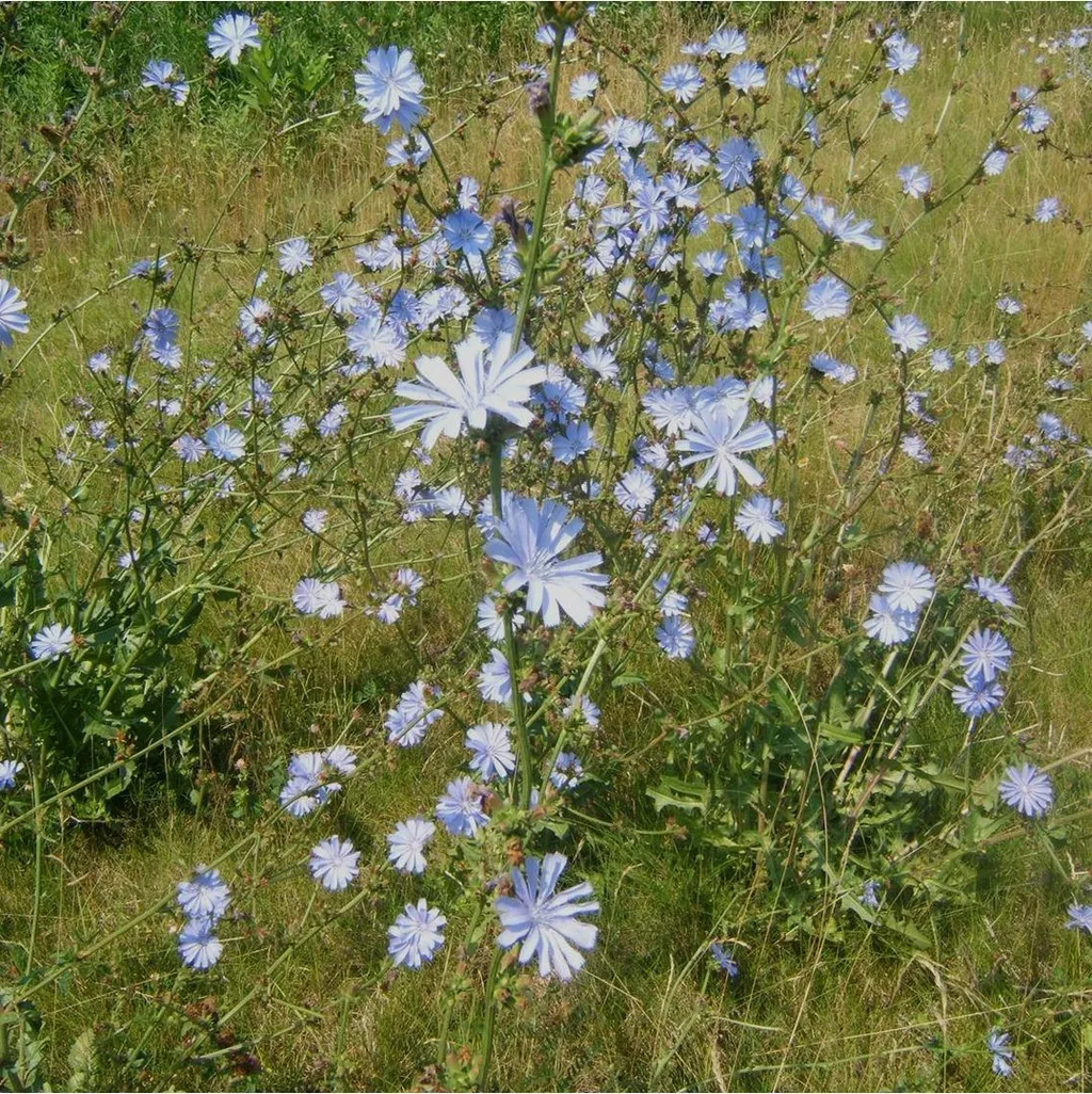 Цикорий обыкновенный (корень)