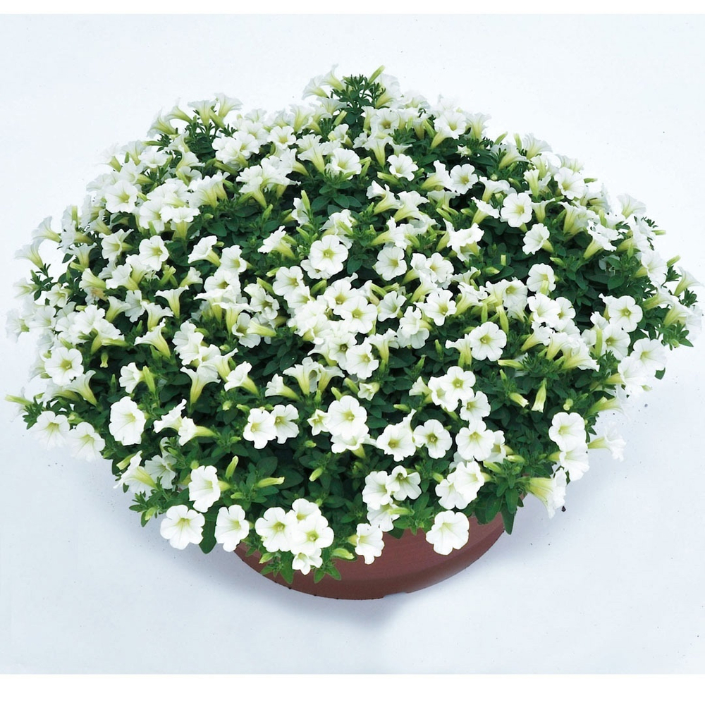 П19 Петуния LITTLETUNIA WHITE GRACE
