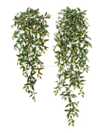 Традесканция зелёная ампельная