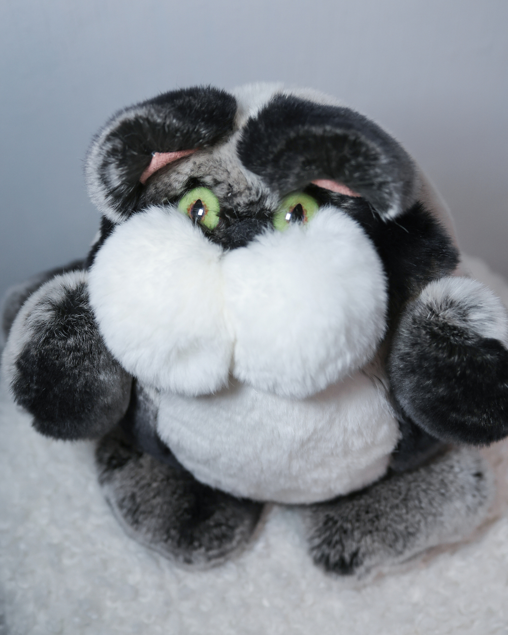 Кот Марсель (черно-шиншилловый) - уникальный окрас