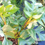 Рафидофора TETRASPERMA VAR