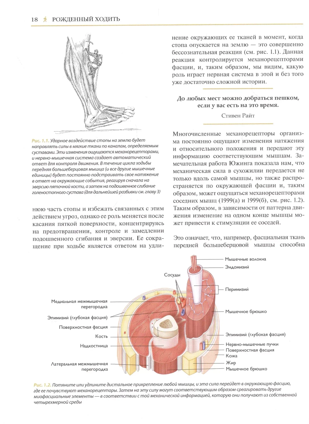 Рожденный ходить. Миофасциальная эффективность: революция в понимании механики движения