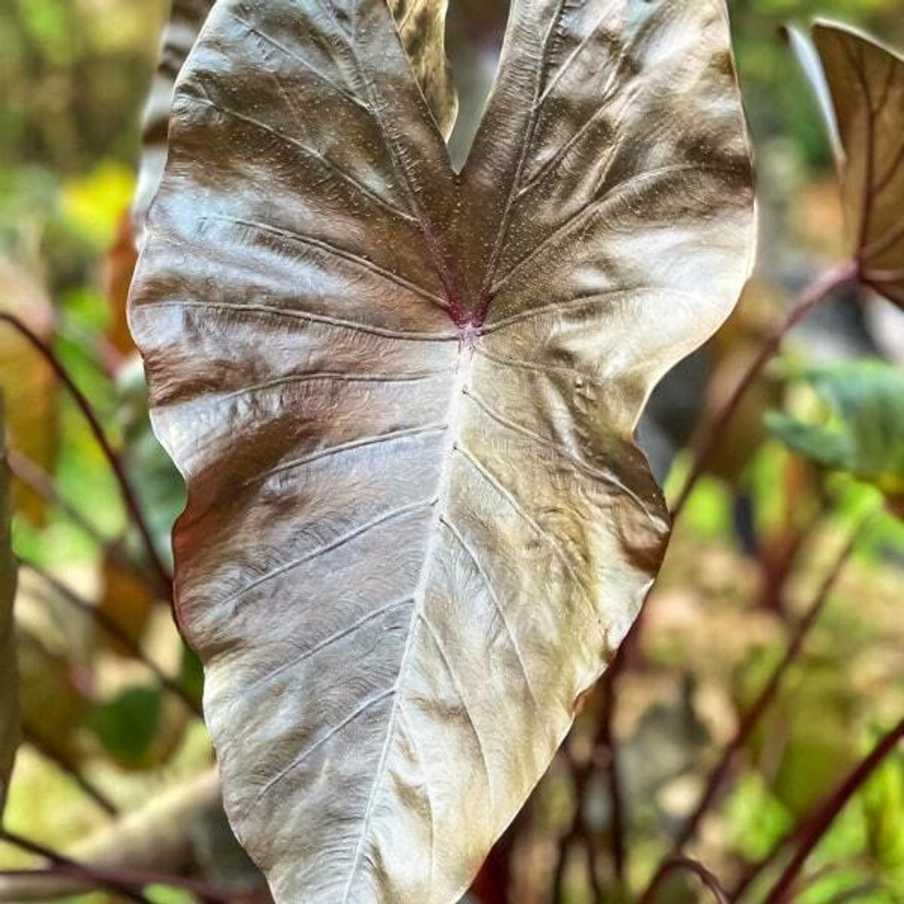 Колоказия RODAN